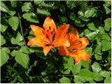 Lilium bulbifera